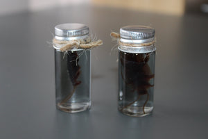 Fake Preserved Cockroach Specimen Prop