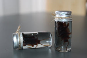 Fake Preserved Cockroach Specimen Prop