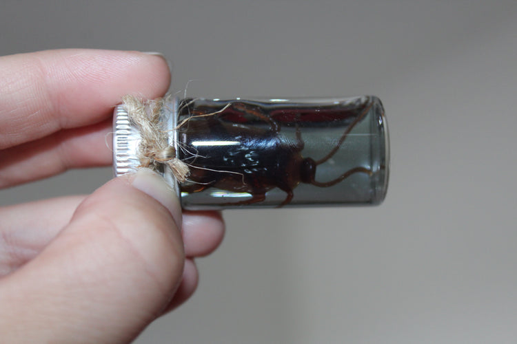 Fake Preserved Cockroach Specimen Prop