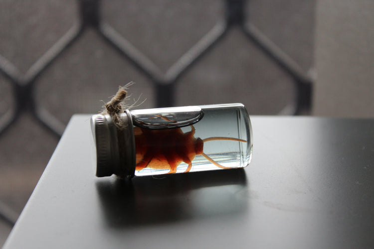 Fake Preserved Cockroach Specimen Prop