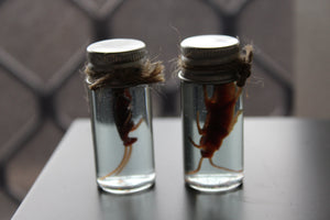 Fake Preserved Cockroach Specimen Prop