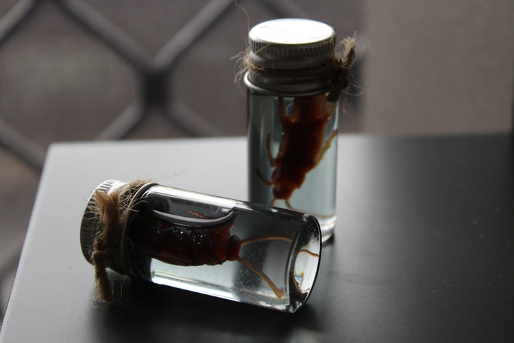 Fake Preserved Cockroach Specimen Prop