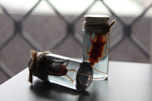 Fake Preserved Cockroach Specimen Prop