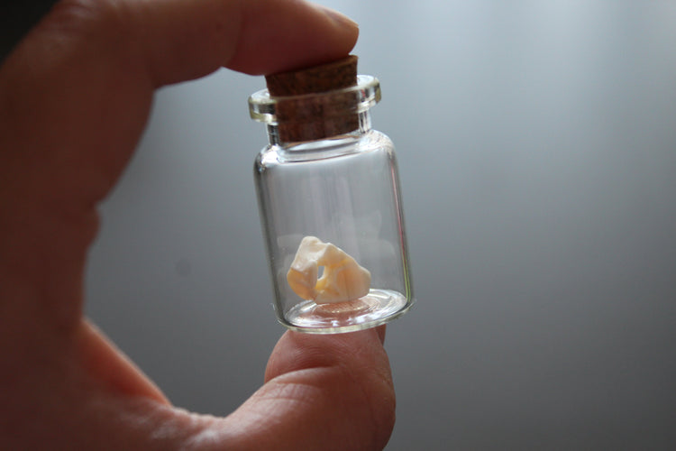 Snake Bone Specimen Vial Prop