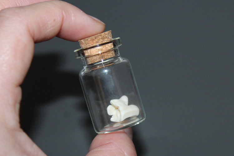 Snake Bone Specimen Vial Prop