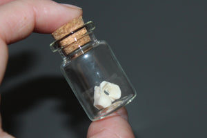 Snake Bone Specimen Vial Prop