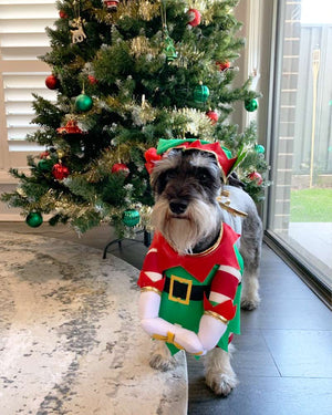 Elf Pup Pet Costume