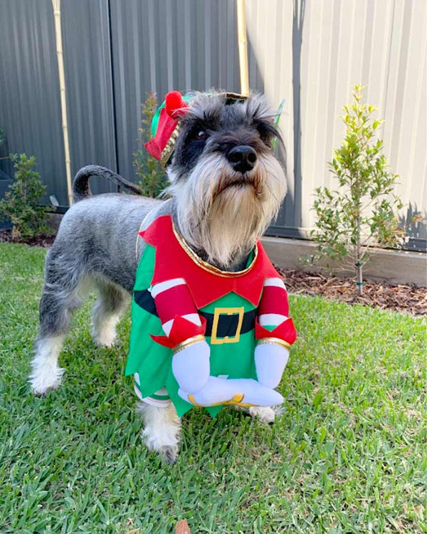 Elf Pup Pet Costume