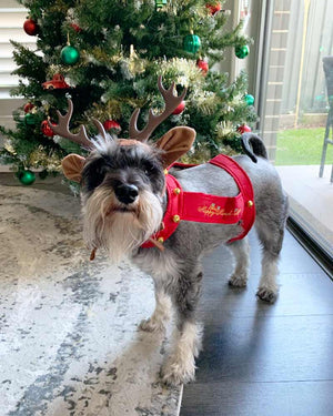 Reindeer Dog Pet Costume