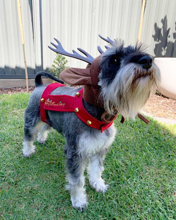 Reindeer Dog Pet Costume