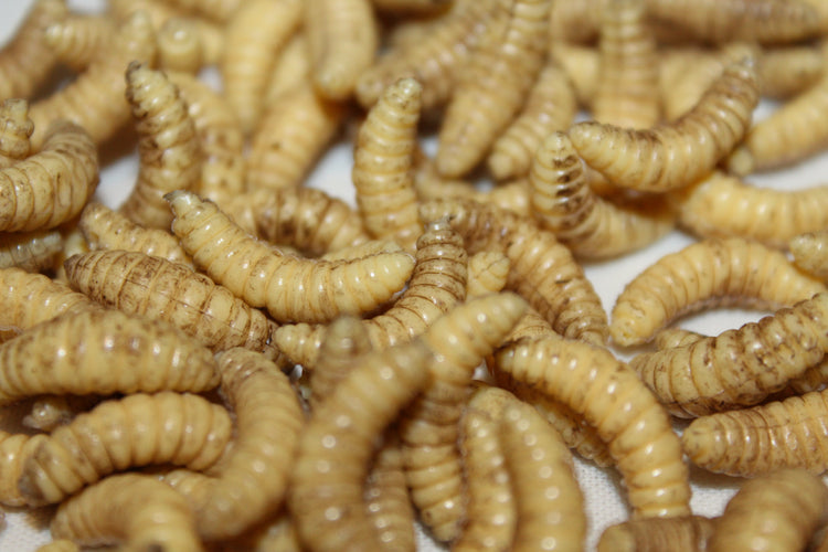 Maggots