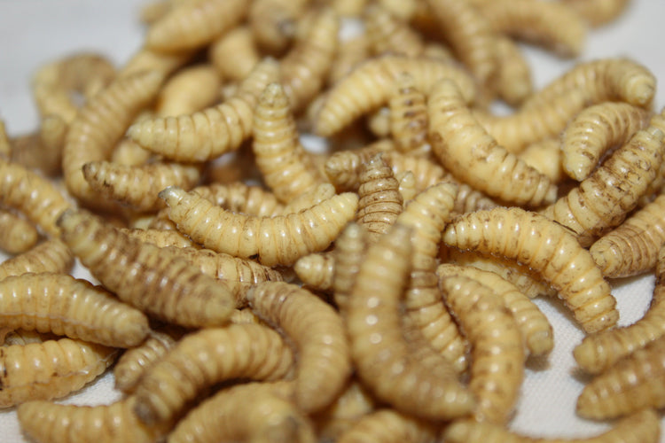 Maggots