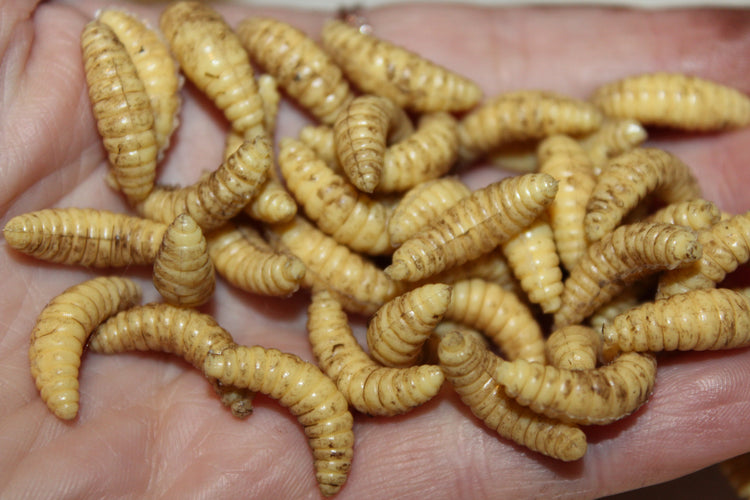 Maggots