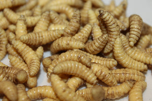 Maggots