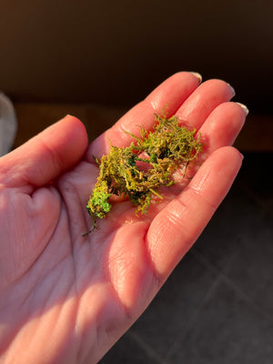 Artificial Moss Bag Prop