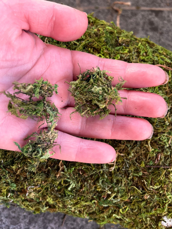 Artificial Moss Bag Prop