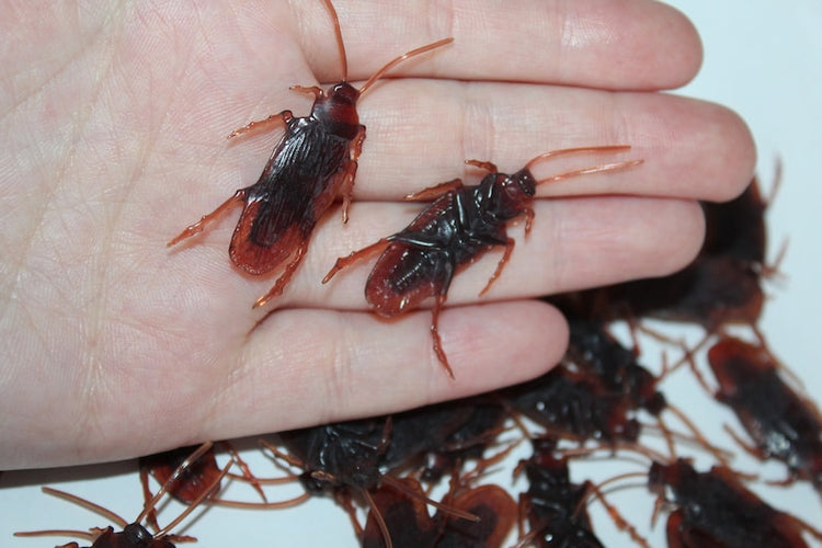 Cockroaches Prop