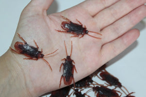 Cockroaches Prop